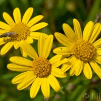 Marsh Ragwort